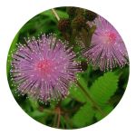 flor-mimosa-perfumes