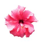 Omnia Coral - Bvlgari - Imagen 6