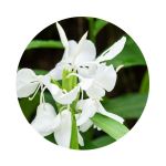 Decant De Lirius - Renier Perfumes - Imagen 9