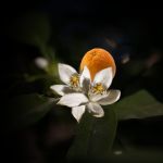 Decant Castley - Parfums de Marly - Imagen 7