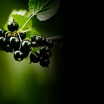 Perfume Wild Vetiver - Creed - Imagen 5